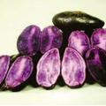紫土豆 紫土豆