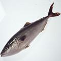 鮐魚 鮐魚