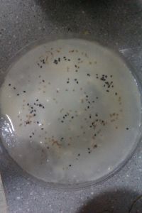 ΢���t������֥�鵰���������D�Ĳ��E