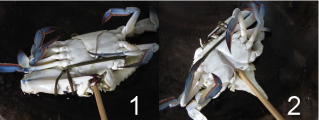 �S������з�������D�Ĳ��E