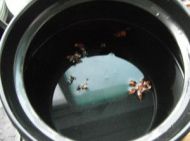 ɰ偶������c�������D�Ĳ��E