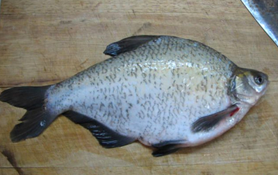 �����������~(y��)�������D�Ĳ��E